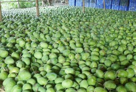 ১৩ হাজার কোটি টাকার আমের বাজারে রপ্তানিতে হতাশা