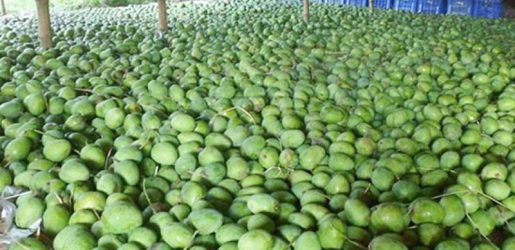 ১৩ হাজার কোটি টাকার আমের বাজারে রপ্তানিতে হতাশা