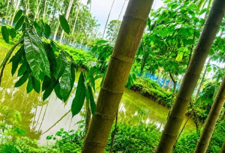 অভিবাসী কর্মীর পরিবারের ৩৮ বছরের ভোগদখলকৃত পুকুর ও সুপারি বাগান জবরদখলের অপচেষ্টা