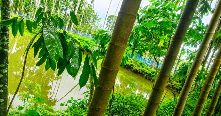 অভিবাসী কর্মীর পরিবারের ৩৮ বছরের ভোগদখলকৃত পুকুর ও সুপারি বাগান জবরদখলের অপচেষ্টা