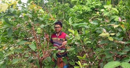 পাইকগাছায় নার্সারীতে গুটি কলম তৈরিতে ব্যস্ত সময় পার করছেন শ্রমিকরা 