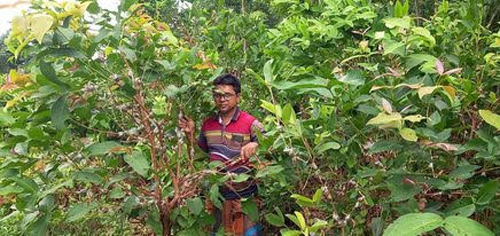 পাইকগাছায় নার্সারীতে গুটি কলম তৈরিতে ব্যস্ত সময় পার করছেন শ্রমিকরা 